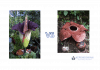 Perbedaan bunga bangkai dan bunga rafflesia