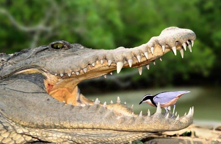buaya dengan burung plover
