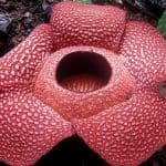 bunga rafflesia dengan lalat