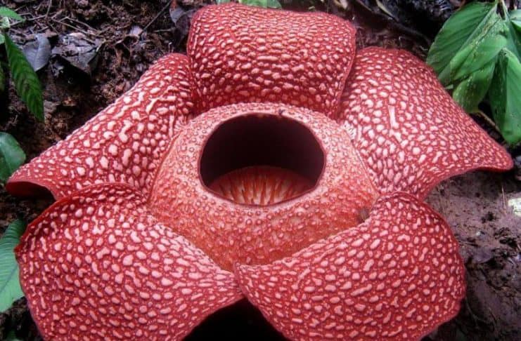 rafflesia dengan lalat