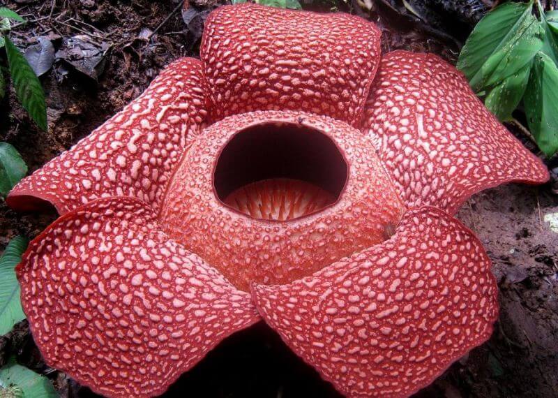 rafflesia dengan lalat