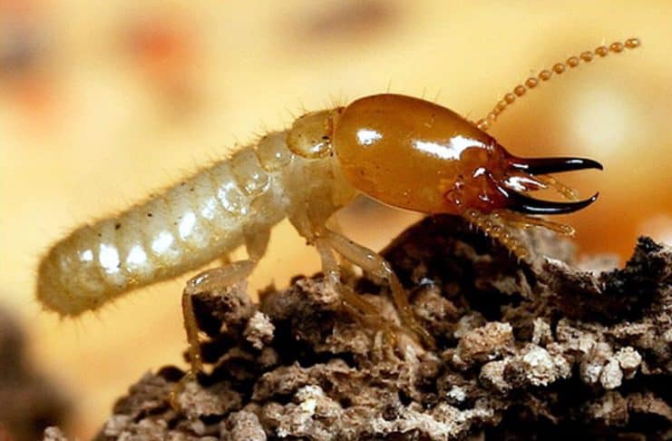 rayap dengan flagellata