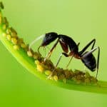 semut dengan kutu daun