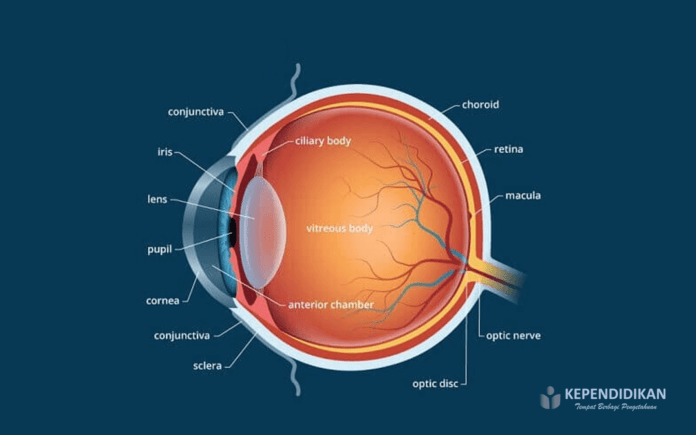Bagian Bagian Mata Manusia Dan Fungsinya