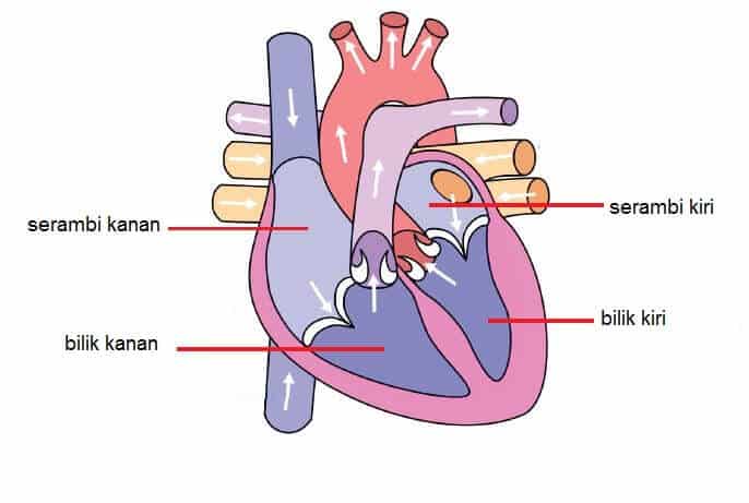 Bagian jantung yang banyak mengandung oksigen