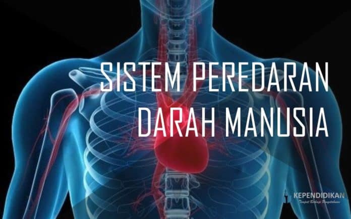 Sistem Peredaran Darah Manusia Disertai Gambar Kependidikan Com