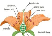 5 Tahapan Daur Air Disertai Penjelasan dan  Gambar 