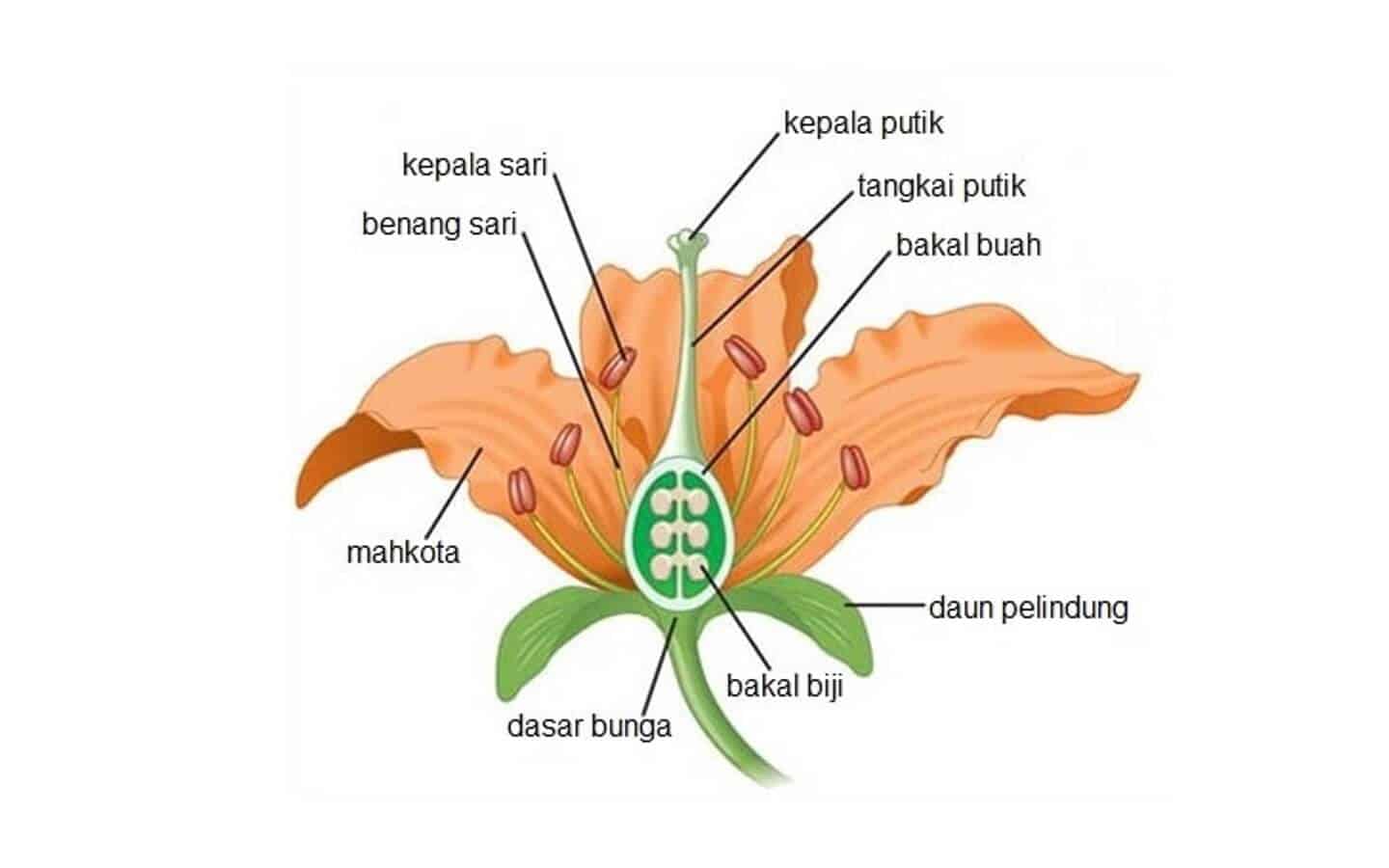 Bunga lengkap terdiri dari putik dan benang sari yang terdapat di satu pohon yang sama disebut