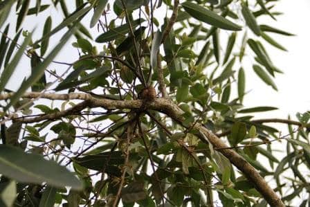 Benalu yang hidup di atas pohon mangga merupakan contoh simbiosis parasitisme karena