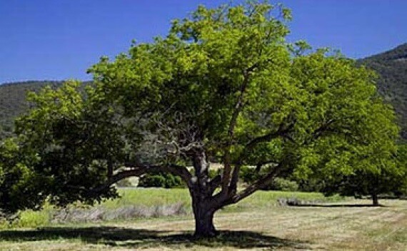 pohon walnut