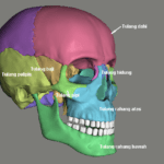 Tulang Rangka Kepala