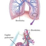 paru-paru pada manusia