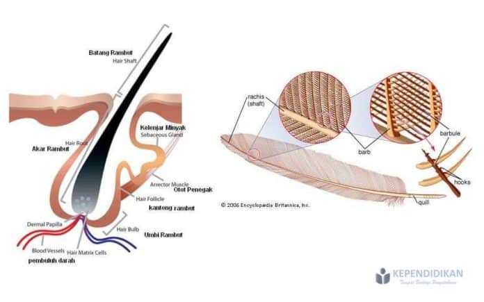  Perbedaan  Bulu dan  Rambut  Secara Anatomi kependidikan com