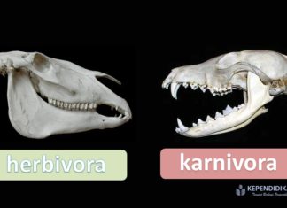ciri hewan herbivora karnivora dan omnivora
