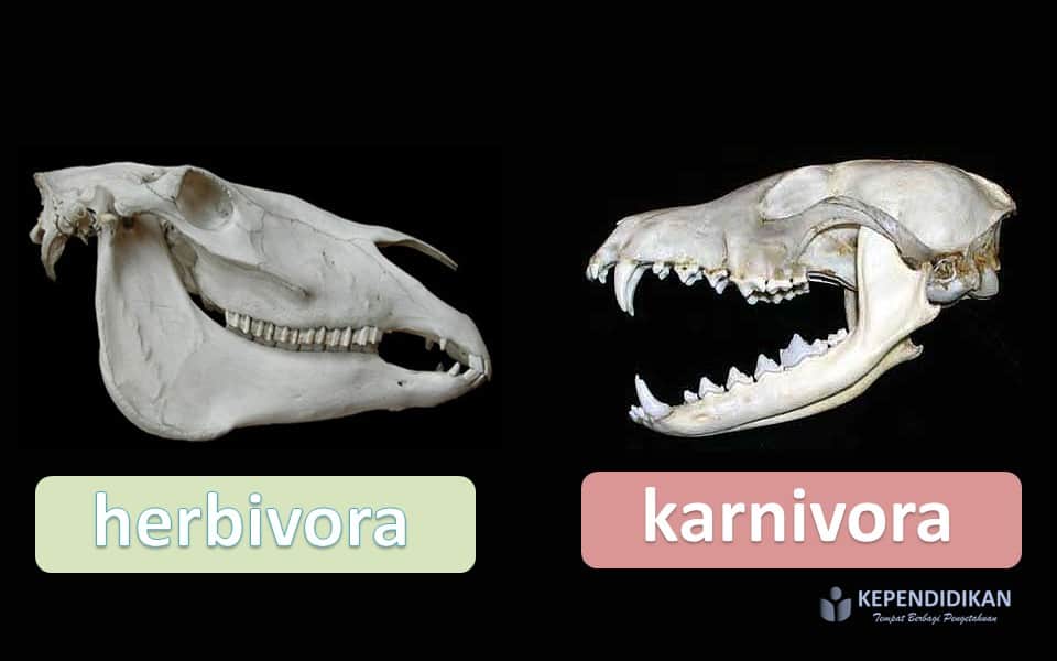 ciri hewan herbivora karnivora dan omnivora