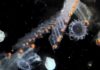 kehidupan plankton, fitoplankton, dan zooplankton