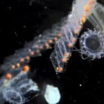 plankton, fitoplankton, dan zooplankton