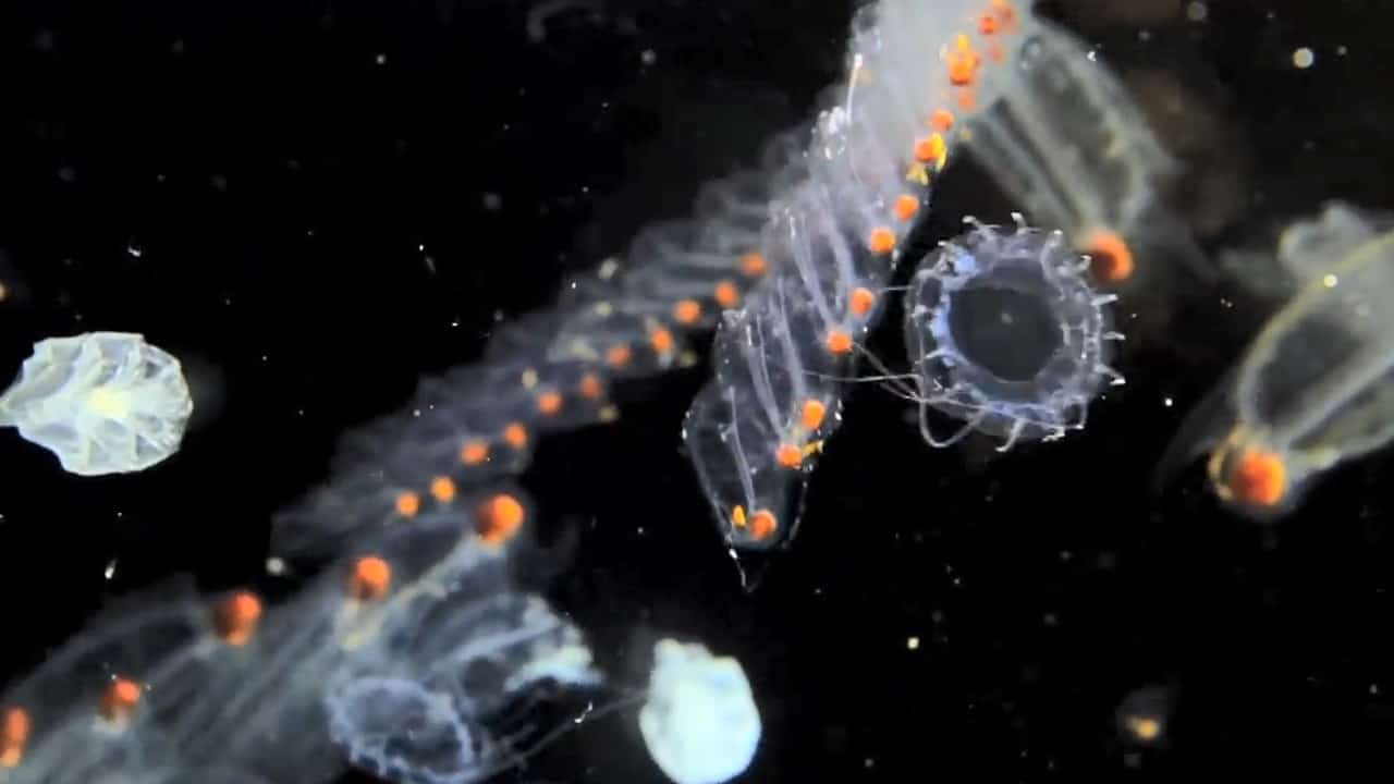 kumpulan besar fitoplankton